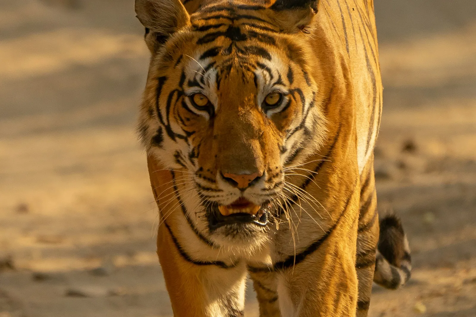 Tiger safaris